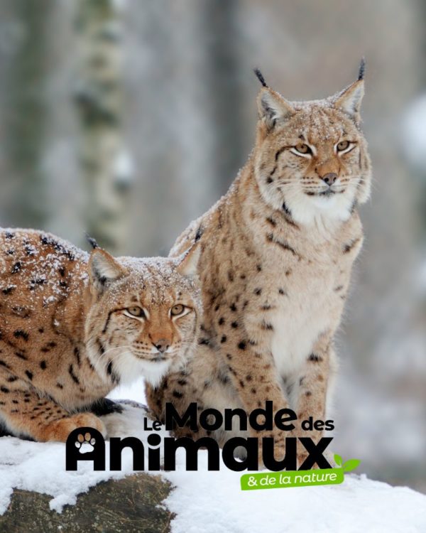 Le Monde des Animaux - Abonnement Découverte - 6 mois - 2 n°
