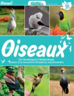 Les Oiseaux II