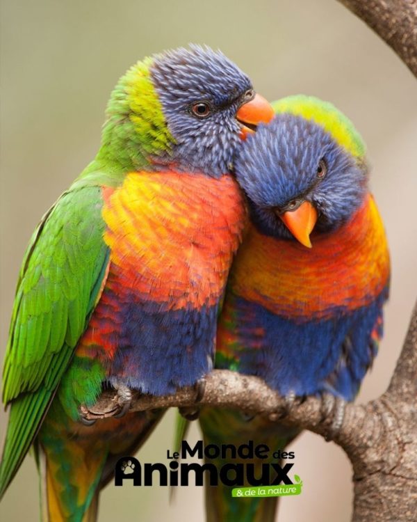 le monde des animaux abonnement