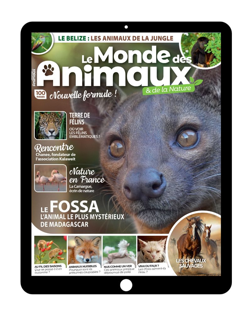 Le Monde des animaux - Abonnement 100% numérique - Sans engagement