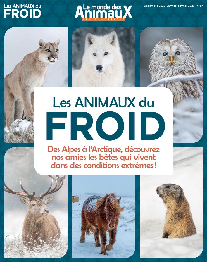 Les animaux du froid