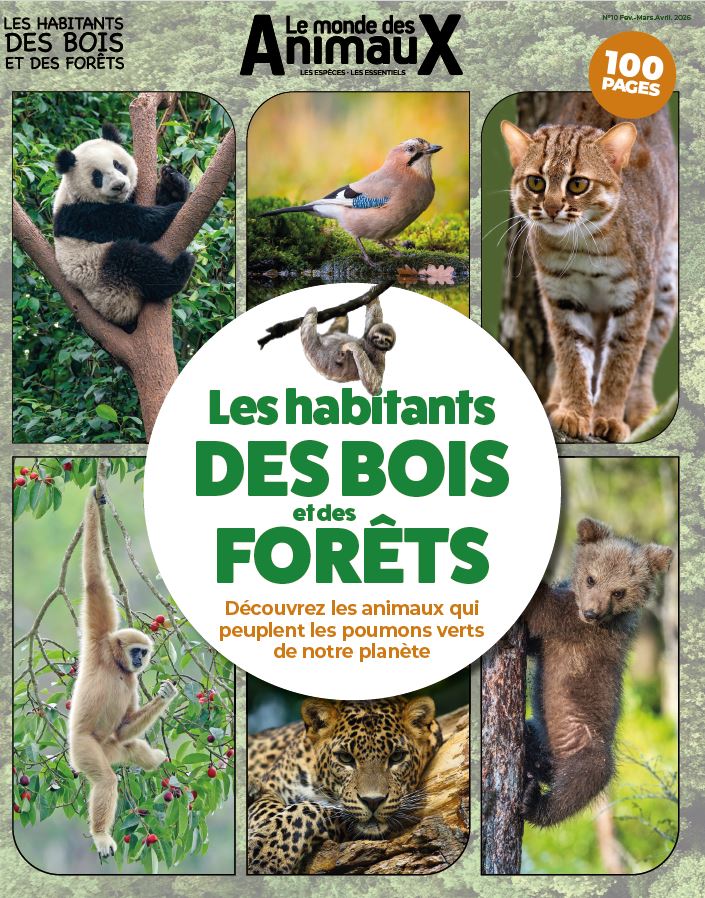 les animaux des bois et des forêts